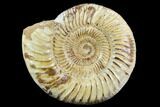 Polished Jurassic Ammonite (Perisphinctes) - Madagascar #123305-1